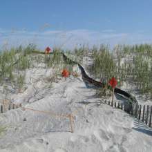 Loggerhead Nesting at Folly Beach County Park