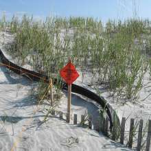 Loggerhead Nesting at Folly Beach County Park