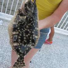 16 inch Flounder