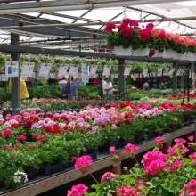 Ashcombe Farm & Greenhouses