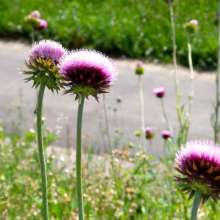 Thistles