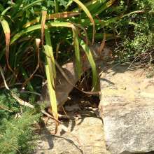 cox_arboretum_3