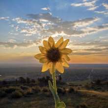 flower eclipse itsbentumnus