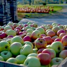 Fall Festival at Cooks Apple Farm