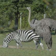 African Journey