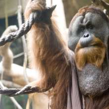 Orangutan