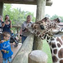 Giraffe Feeding