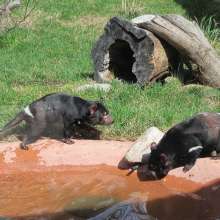 Fort Wayne Children's Zoo Tasmanian Devils