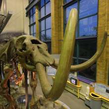 Science Central Bones