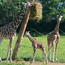 Baby Giraffe