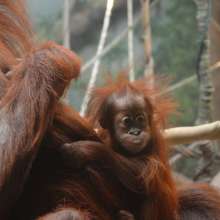 Baby Orangutan