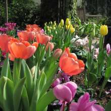 Botanical Conservatory Tulips