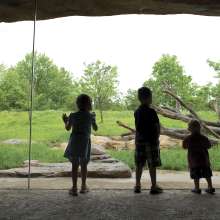 Kids observing the Lions