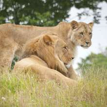 Bill and Ida Lion