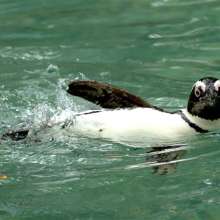 Penguin at Fort Wayne Children's Zoo