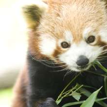 Red Panda at the Zoo