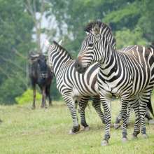 Zebras at the African Journey