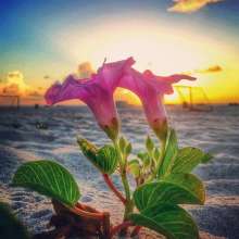 Instagram photo liked on 07/10/15