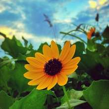 Instagram photo liked on 09/24/13