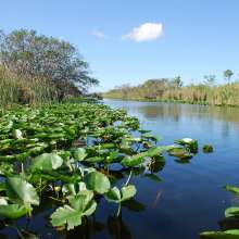 Everglades