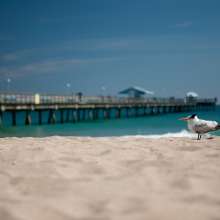 Feathered friend enjoys the beach