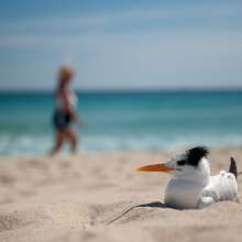 Birdie on the Beach