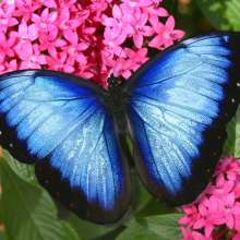 Butterfly World