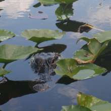 Gator Sighting in the Everglades