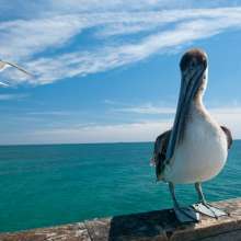 Pelican enjoying the beach