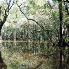 The Everglades -- River of Grass