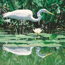 South Florida Fauna