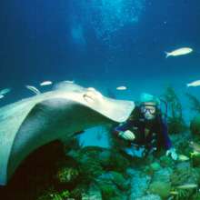 Undersea Beauty