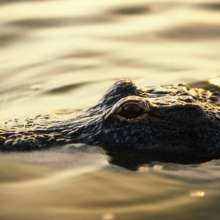 Alligator in the Everglades
