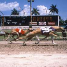 Greyhound Racing at Mardi Gras