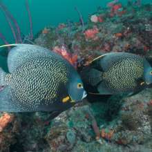 Tropical Fish in Greater Fort Lauderdale