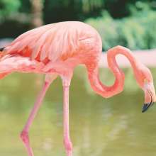 Flamingo Gardens