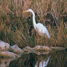 Heron in the Everglades