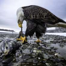 Bald eagle with a salmon near the river