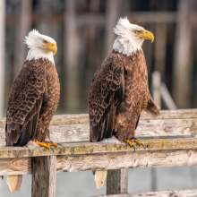 Bald Eagle bad hair day