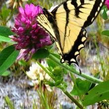 Butterfly and flowers 19 mile Haines Highway