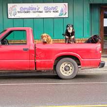 Dogs in a truck