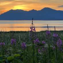 Fireweed near Chilkat State Park