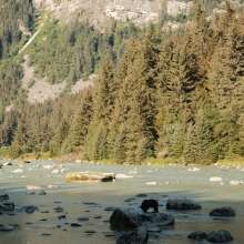 Chilkoot River