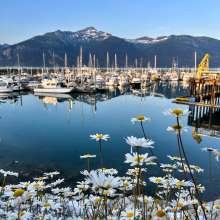 Daisies and the boat harbour at sunset