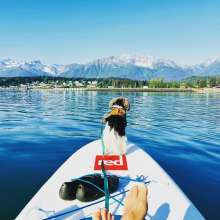 dog on paddle board with owner
