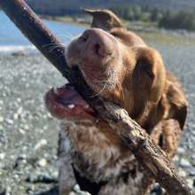 happy dog with stick on beach