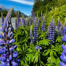 Highway to Heaven. 3 mile Haines Ak