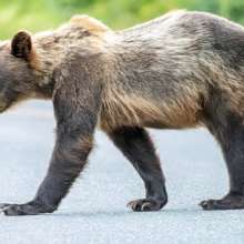 Bear on the road near Chilkoot Lake
