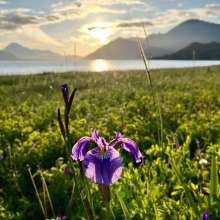 Chilkat Wild Iris