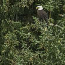 Eagle in a tree near Chilkoot Lake